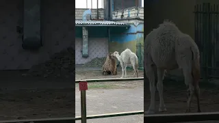 2 camels are kissing each other🐪🐫😘#animals #kissing #love