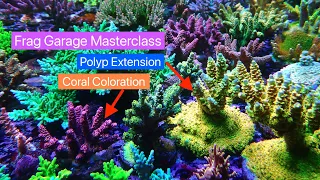 Frag Garage Masterclass in Coral Coloration and Polyp Extension