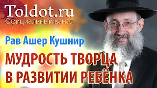 Рав Ашер Кушнир. Мудрость Творца в создании и развитии ребёнка. Обязанности сердец 25