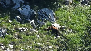 Brown Bear (Ursus arctos), Velebit Mts, Croatia, July 2019