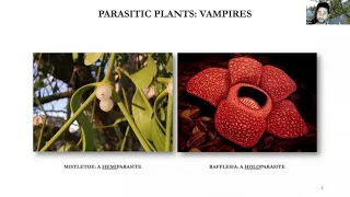 Mistletoe and parasitic plants - are they friend or foe? - Webinar