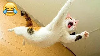 Funniest Animals 🤣 New Funny Cats and Dogs Videos 😹🐶 Part 28