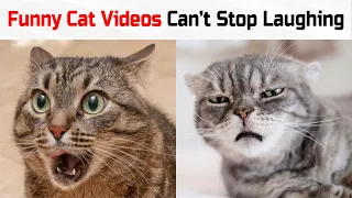 Funny Cat Videos 2021 😻 Try Not To Laugh Or Grin 😺 Challenge ❗  | Eyebleach Inside