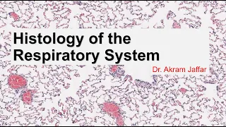 Histology of the respiratory system