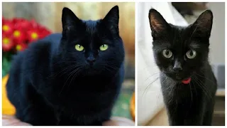 12 Interesting Bombay Cat Facts