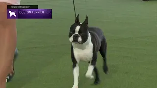 Boston Terriers | Breed Judging 2023