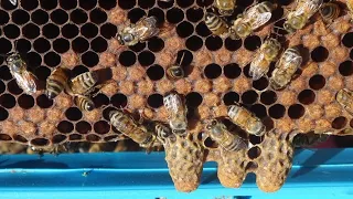 Stopping a hive from swarming/Swarm control