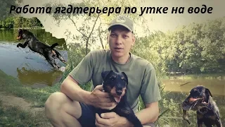 Охота с ягдтерьером, работа ягдтерьера по утке на воде(часть 2) , Fox Hunt with Jagdterrier