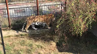 Пока есть Тайгана вымирание тиграм не грозит! Lovely Taigan Tigers!