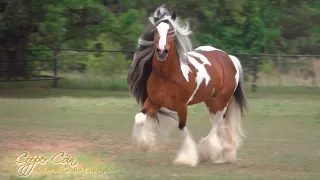 Copper Coin - Gypsy Vanner Horse Stallion