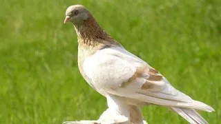 Узбекский Бойные голуби 🕊️