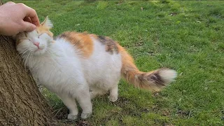 Beautiful Street Cat who comes after me and wants food from me.