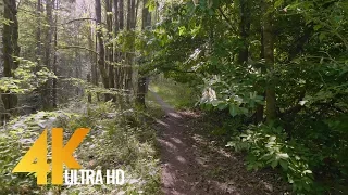 4K Virtual Hike Through a Sun-Lit Forest - (Nature Sounds) Bear Ridge Trail, Issaquah WA