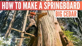 Big Cedar on Huge Boulder | Trigvi.com