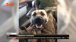 У Києві кілька днів розшукували пса, який їхав з армійцями на фронт, але загубився