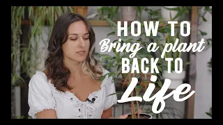 How to bring a plant back to LIFE