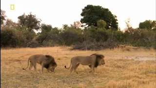 documental los hermanos leones fieles ah morir