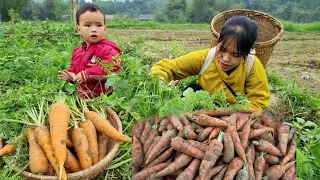 Harvesting carrots 🥕 Selling, Looking for a truck to transport sand to build a house - Daily Freedom