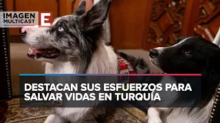 Reconocen en Querétaro labor de Balam y Orly, perros rescatistas