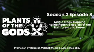 Plants of the Gods: S2E8. Magic Frogs: Hopping Hallucinogenic Healers of the Rainforest and Desert