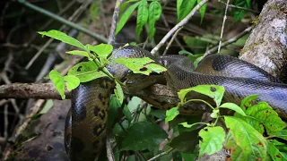 Cuyabeno Wildlife - Video Tour