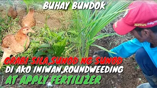 EP.59;PAANO ANG ROUND WEEDING AT APPLY FERTILIZER,DWARF COCONUT/ VAL SANTOS MATUBANG/KALINGAP RAB!