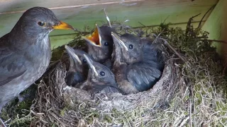 Blackbird family
