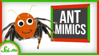 Seriously, None of These Are Ants | 8 Ant Mimics