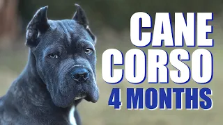 Happy Puppy | Blu | Cane Corso