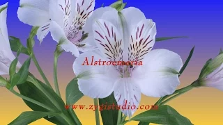 Timelapse of Opening White Alstroemeria Lily.