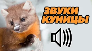 Звук куницы: какой звук издает куница?