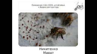 Разведение пчёл, устойчивых к клещу Varroa destructor. Доклад Марата  Никитенко/ @aratnikitenko9645