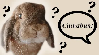 Do Rabbits Know Their Names?