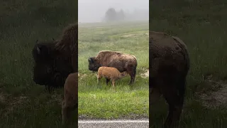 Nursing baby bison