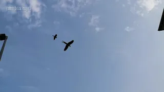 Daily Free Flight Routine - Large and Medium Macaw Flying Freely