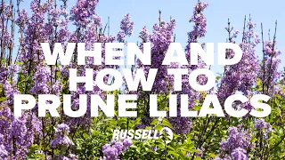 When and How to Prune Lilacs