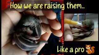 #2 Caring and raising baby squirrels - All you need to know - Now they are growing edition