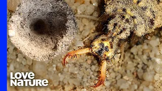 Sand Monster Antlion Engineers Deadly Sand Traps