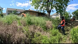 NEIGHBORS couldn’t BELIEVE we CUT this NIGHTMARE of a YARD for FREE