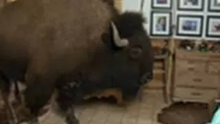 Bad Dog - Wild Thing the Buffalo
