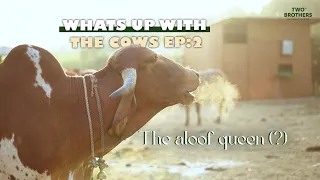 BAWLI, THE ALOOF QUEEN (?) || WHAT'S UP WITH THE COWS? || EPISODE 2