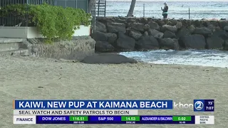 Kaiwi and pup rest as safety patrols to begin