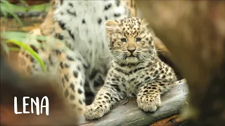 Twin Amur leopard cubs are named!