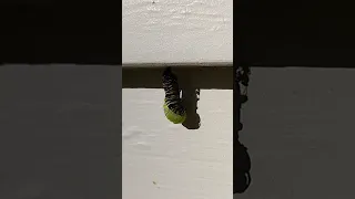 Watch to the end | Monarch caterpillar turns into a chrysalis