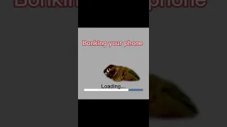 What da birb doing #greencheekedconure #birds #birb #meme #gachagacha #suprise #egg #shortsvideo