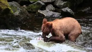 Brown Bear Catching Salmon Anan Creek Alaska 2013
