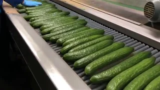 UV post-harvest cucumbers Wijnen Square Crops - Aweta
