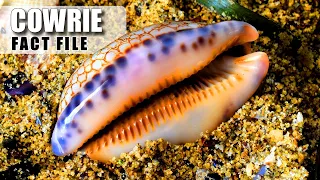 Cowrie Facts: WHAT IS this SHINY SHELL? 🐚 Animal Fact Files