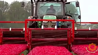 Amazing agricultural technology for the production of tulips in the Netherlands