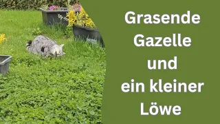 Katzen und übergriffige Fragen oder reagiere ich jetzt völlig über?